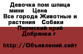 Девочка пом шпица мини  › Цена ­ 30 000 - Все города Животные и растения » Собаки   . Пермский край,Добрянка г.